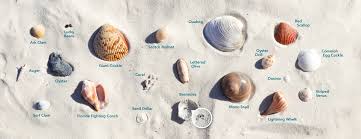 The beaches of fort myers and sanibel fl Shelling On Alabama S Beaches