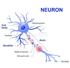 Image result for Synandrodaphne