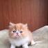 Buy Persian Cats For Sale Online in India - Bengaluru ...