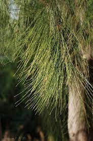 Casuarina Australian Native Plants Native Australians Native Plants