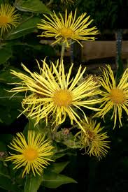 Image result for Inula mannii