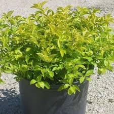 Duranta showers plants do best with full to partial sun. Duranta Golden Plant Nature Rabbit