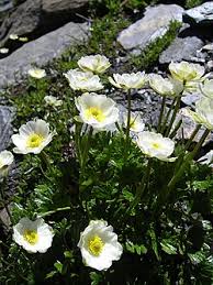 Image result for Ranunculus oreophytus