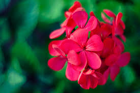 Image result for Pelargonium graveolens