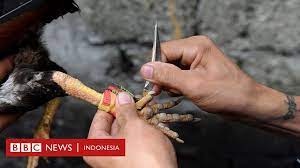 Saat ini di indonesia sedang populer dengan sabung ayam yang memakai pisau atau yang sering disebut dengan sabung ayam taji. Polisi Filipina Terbunuh Oleh Ayam Aduan Nasib Buruk Yang Tak Dapat Dijelaskan Bbc News Indonesia