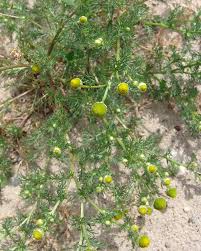 Image result for Dewildemania