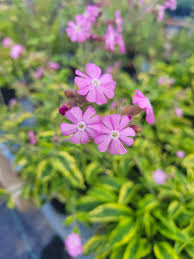 Image result for Silene abyssinica