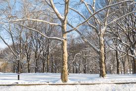 The bark of the american sycamore tree shows the process of exfoliation or shedding its bark, more openly than any other tree. Sycamore Trees And Frost Crack From Winter Temps Hometown Tree Experts