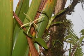 Image result for Phyllanthus ovalifolius