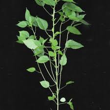 Image result for Acalypha fimbriata