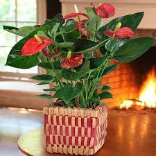 New Gift Plants Live Blooming Plants Silk Plants And More Plant Gifts Anthurium Anthurium Flower