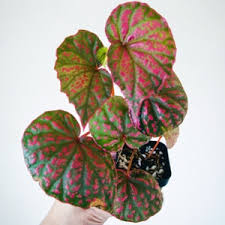 Image result for Begonia rostrata
