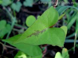 Image result for Ipomoea marginata