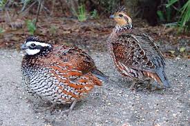 Eron Av Ve Sus Hayvanlari Ciftligi Eron Gamebirds And Ornamental Birds Farm Sulun Pheasant Keklik Partridge Bildircin Quail Turac Francolin Tavuskusu Peafowl Ordek Kaz Kugu Duck Geese Swan