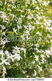 Also known as confederate jasmine, star jasmine is hardy in usda plant hardiness zones 7b through 10. Closeup Of Confederate Jasmine Plant With Fragrant White Flowers In Bloom Canstock