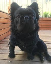 Protect Your French Bulldog Fur Bulldog French Bulldog Breed French Bulldog Puppies