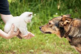 How do you introduce a cat to a dog. How To Introduce A Dog To A Cat Maryville Alcoa Animal Rescue Center Animal Rescue Animal Shelter