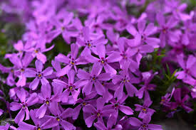Check spelling or type a new query. 19 Types Of Flowering Ground Covers