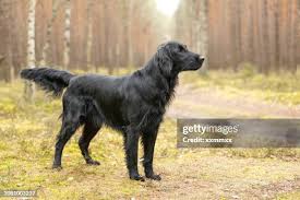 Image result for flat coated retrívr