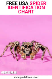 Free Usa Spider Identification Chart Top Blogs Pinterest