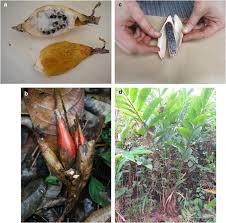 Image result for Aframomum angustifolium