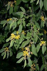 Image result for Grewia avellana