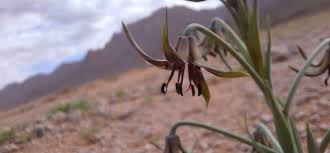 Image result for Adenolobus pechuelii