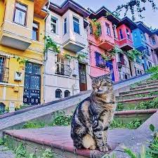 sign in istanbul resimler kedi