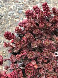 Pin On Main Garden