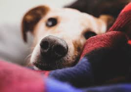 Sprich das aber am besten vorher mit deinem tierarzt ab. Arthrose Beim Hund Behandlung Anzeichen Und Pravention