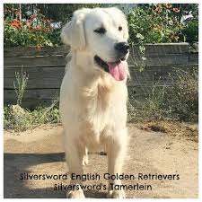 Here you can see a comparison of two of my lab puppies at the same age Silversword English Golden Retrievers Silversword Akc Registered English Golden Retrievers
