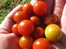 Long clusters can carry up to 100 fruits each. Planting Sweet 100 Cherry Tomatoes How To Grow A Sweet 100 Tomato Plant