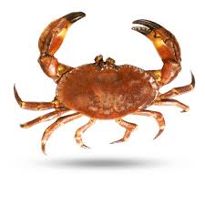 Claws are frozen fresh the day they are cooked. Stone Crab Florida Supreme Lobster
