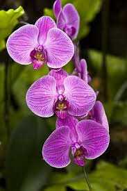Pin On Tropical Plants And Flowers