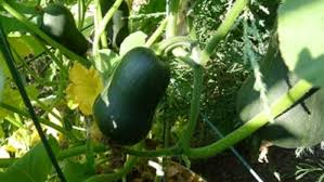 Attach the zucchini plant vines to the trellis once. Small Winter Squash For Small Space Gardens Finegardening
