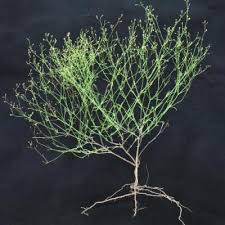 Image result for Cordylostigma virgatum