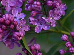 Maybe you would like to learn more about one of these? 10 Best Fragrant Flowers To Plant That Smell Good For Garden Florgeous