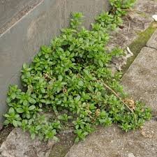 Image result for Polycarpon tetraphyllum