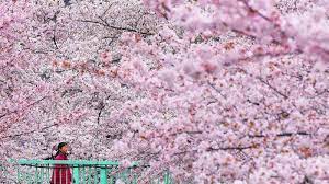 Tempat dan waktu terbaik melihat bunga sakura di seoul, busan, incheon, gwangju, pulau jeju, nami island, gyeongju, channgwon, dll. Bunga Sakura Di Jepang Tahun Ini Mekar Lebih Awal Berikut Waktu Yang Pas Menikmatinya Tribunnews Com Mobile