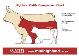 The Must Have List When Getting Your First Cow Highland