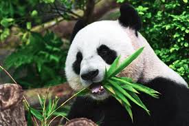 Ailuropoda melanoleuca (david, 1869) ( old web site. Panda Geschenke Pandabar Geschenkelister De