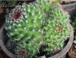 En esta página podrás encontrar los nombres y fotos de cactus más comunes. Consejos Para El Envio De Cactus Y Suculentas Por Correo