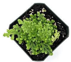 Image result for Selaginella soyauxii