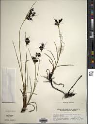 Image result for Cyperus aterrimus
