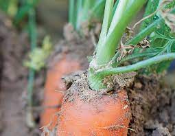 Remove all clods of earth, stones, sticks, weeds and roots so that the soil texture is fine. A Guide To Growing Carrots