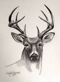 Sketch Face Deer Drawing Deer Sketch Easy Animal Drawings