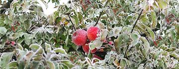 Obituary of Beth Constable