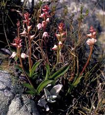 Image result for Polystachya valentina