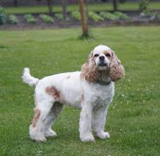 Akc registered american cocker spaniel puppies rclement206444. From Indian Summer American Cocker Spaniel Kennel Home Facebook