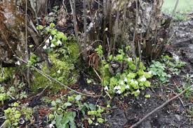 Maybe you would like to learn more about one of these? Macrisul Iepurelui Armeria